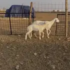 شاه خلفه رباع تحتها طلي