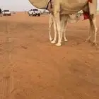 خلفات مغاتير طيبه وهدايا وسليمه واسعار طيبه