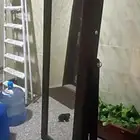 مرايا