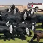 متابيع عوارض فااخره الديود خصم 19 ب الفحل يتبعها 23