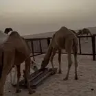 قعدان