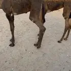 قعود وبكره شحم مغلقه