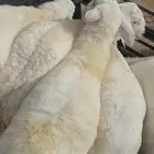 خرفان بلدي فل شحم بلدي العدد محدود