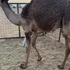 حاشي قصب
