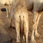 للبيع قعود على حليب امه