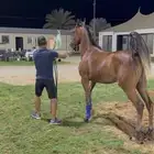 مهره حفيده ابطال من الاب والام