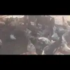 دجاج فيومي بياض