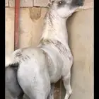 حصان عربي معه اوراق
