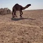 فحل اصفر دبياني كفو الكفو منتج