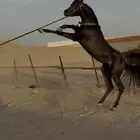 مهر ادهم للبيع