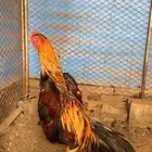شامو ياباني