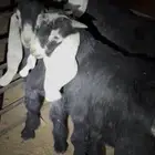 تيوس عوارض لبانيات