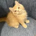 قط شيرازي صغير