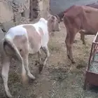 حسلان للبيع