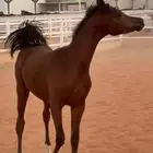 مهر واهو للبيع