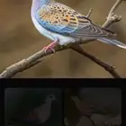 قمري للبيع صيد اليوم