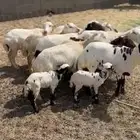 غنم صنف اسنان شرط