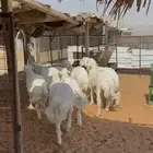 ذبيحه ذبايح نعيم حري تيوس