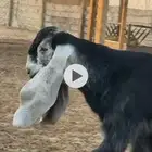 تيس فحل صنف للبيع