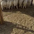 ذبايح فاخره بري ه