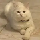 قط مفقود في حي الشفاء شقراء أليف جدا  له أسبوعين