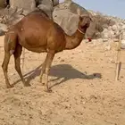 بكرة ساحلية حمراء دم دهماء