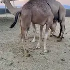 قعود