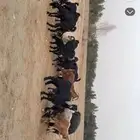 معزا للبيع 22 راس