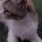 قط تبني اليف