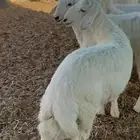 هرافى نعيم وحري طيبات