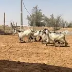 جفرات عوارض بفحلها ملاوين