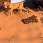 الي عنده سلوقي جرو يتوصل معي