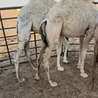 تم البيع