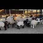 غنم نعيم مطافيل