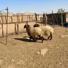 جذعان نعيم 2
