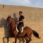 حصان شعبي حار