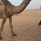 عشراء صفراء منتج