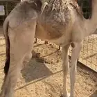 قعود وبكره سمان شرط ما شاء الله