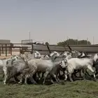 مشاريك مصري فاااخره