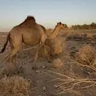 بكره ثنيه معشر لها شهرين