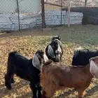 تيوس للبيع نضيفه