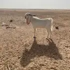 تيس ثني للبيع طيب وامه طيبه وابوه ابرص ابيض طول وقرن
