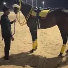 الفرس النقليزيه البيع