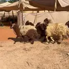 ذبايح طيبه