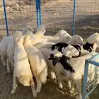بهم تربية نظيف