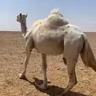 ضروبه