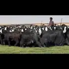 مراح عوارض فاااخره اغلبها دفيع واضح 43 ب الفحول ثنين