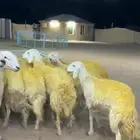 رخال دفيع حرش صنف فاخر