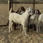 جفار تاسيس مراح للبيع