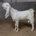 تيس مطور خصم ( مشروع فحل ).